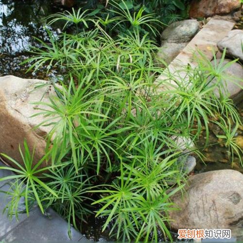 水竹长什么样 养殖水竹的方法及注意事项有哪些