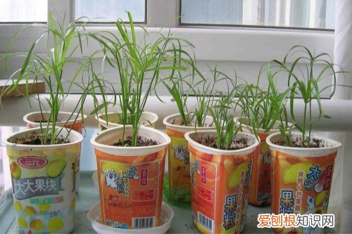 水竹长什么样 养殖水竹的方法及注意事项有哪些
