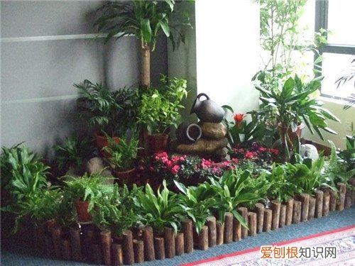 室内适合放哪些耐阴植物，哪些植物盆栽适合室内耐阴