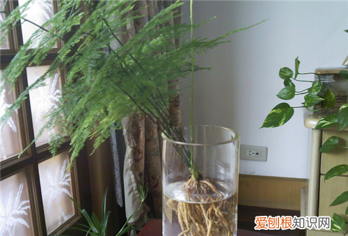 室内适合放哪些耐阴植物，哪些植物盆栽适合室内耐阴