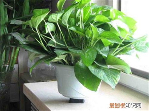 室内适合放哪些耐阴植物，哪些植物盆栽适合室内耐阴