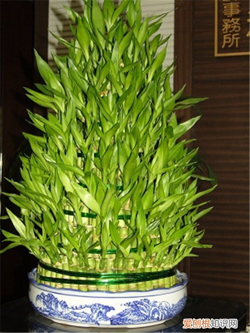 室内适合放哪些耐阴植物，哪些植物盆栽适合室内耐阴