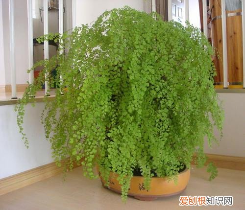 室内适合放哪些耐阴植物，哪些植物盆栽适合室内耐阴