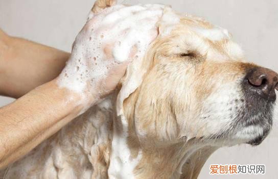 给狗洗澡要注意什么 狗狗洗澡注意事项