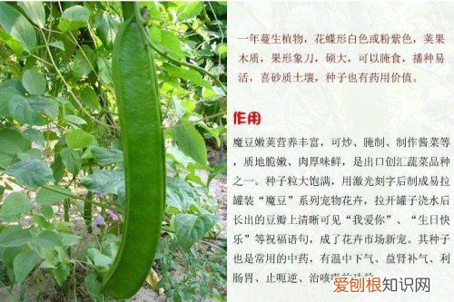 刀豆长什么样子 刀豆具有什么功效和作用
