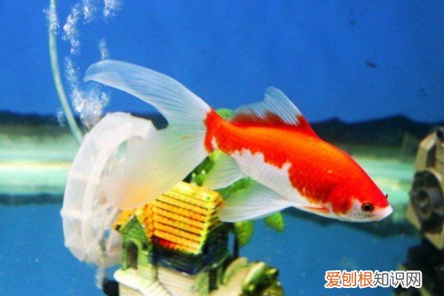 草金鱼该如何饲养 饲养需要注意哪些事宜
