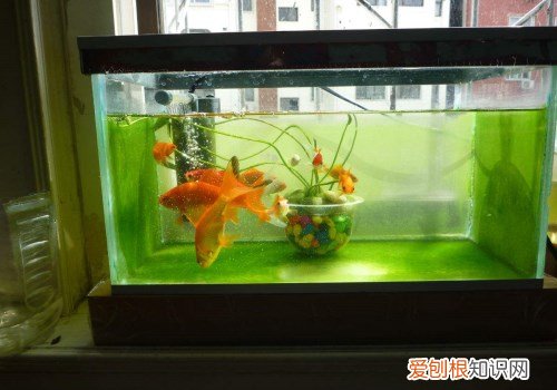 草金鱼该如何饲养 饲养需要注意哪些事宜