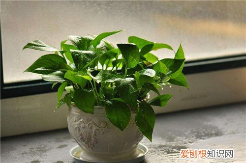 绿萝的作用有哪些 如何养护绿萝