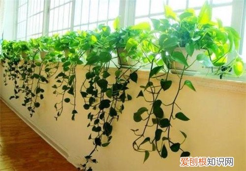 绿萝的作用有哪些 如何养护绿萝