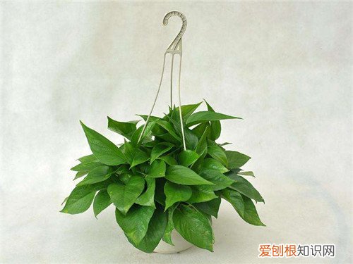 绿萝的作用有哪些 如何养护绿萝