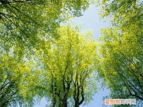 榆树叶的功效和作用榆树叶食用方法及禁忌