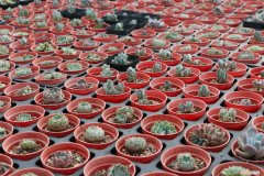 非洲茉莉的繁殖方法视频教程 非洲茉莉的繁殖方法