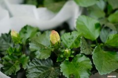扶桑花怎么养殖花期多 扶桑花怎么养