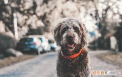 狗防疫针什么时候打 狗狗打防疫针的时间