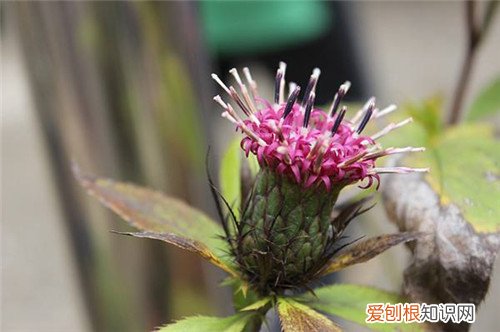 白术是什么 它的功效和禁忌有哪些