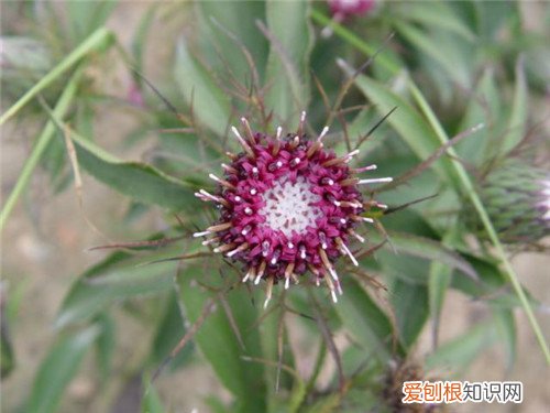 白术是什么 它的功效和禁忌有哪些