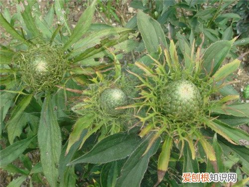 白术是什么 它的功效和禁忌有哪些