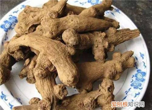 白术是什么 它的功效和禁忌有哪些