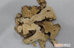 白术是什么 它的功效和禁忌有哪些