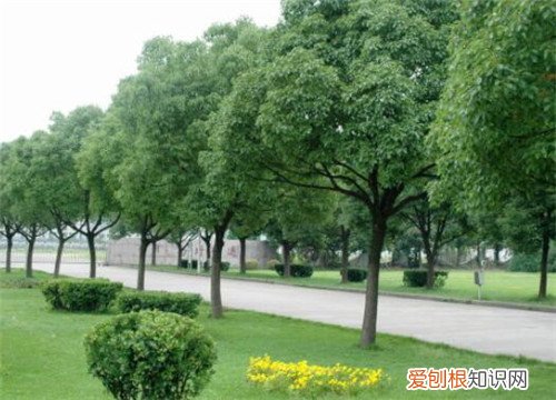香樟树的特点有哪些香樟树有哪些美好的寓意