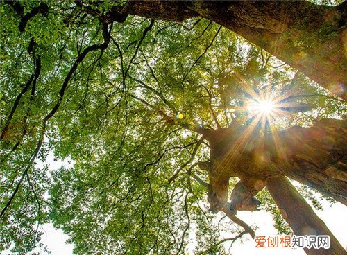 香樟树的特点有哪些香樟树有哪些美好的寓意