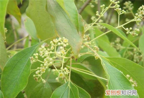 香樟树的特点有哪些香樟树有哪些美好的寓意