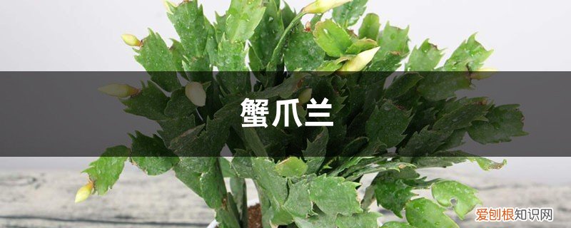 蟹爪兰花期叶子软 “蟹爪兰”这么养,叶子坚挺有力,花开不断