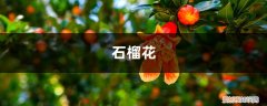 剥开的石榴籽能放多久 吃剩下的“石榴籽”可别扔，用水洗一洗，7天长出小盆栽！