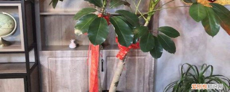 招财树可以放在卧室吗? 招财树能放到卧室里吗，家中如何养护
