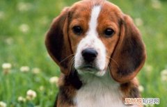 比格犬一生认几个主人 比格犬一生认一个主人