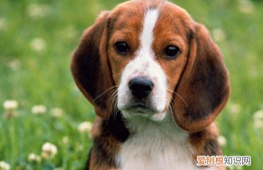 比格犬一生认几个主人 比格犬一生认一个主人