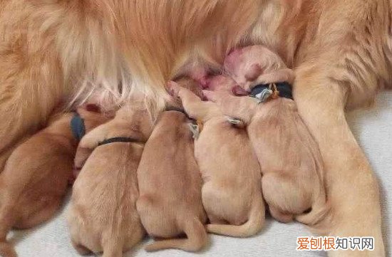 狗的妊娠期是多少天 狗的妊娠期为58～64天