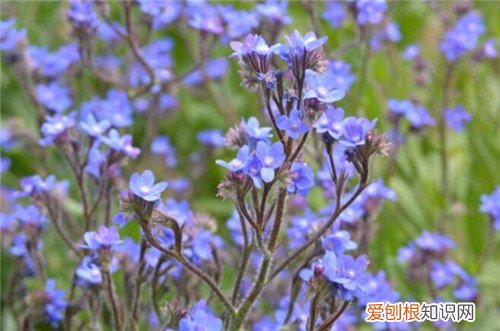 牛舌草泡水喝的功效牛舌草泡水喝的禁忌