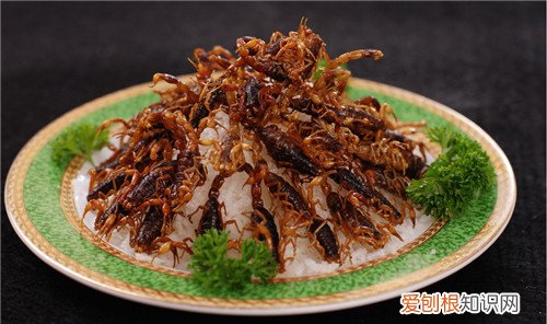全虫是什么全虫用药有哪些禁忌呢