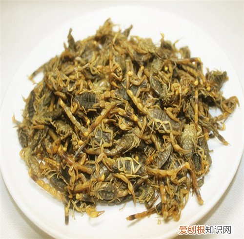 全虫是什么全虫用药有哪些禁忌呢