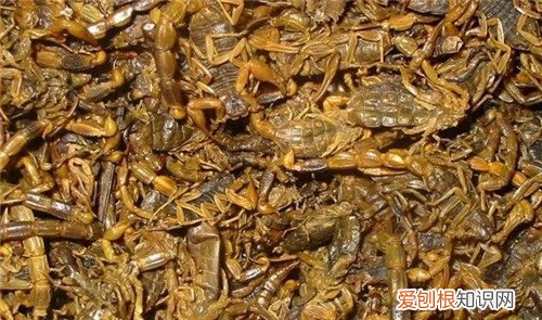 全虫是什么全虫用药有哪些禁忌呢