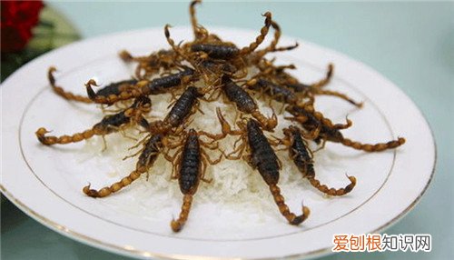 全虫是什么全虫用药有哪些禁忌呢