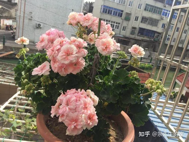 在阳台种花可以种哪些?,5种花看似很好养,其实都是“娇小姐”,养在家里只会收空盆