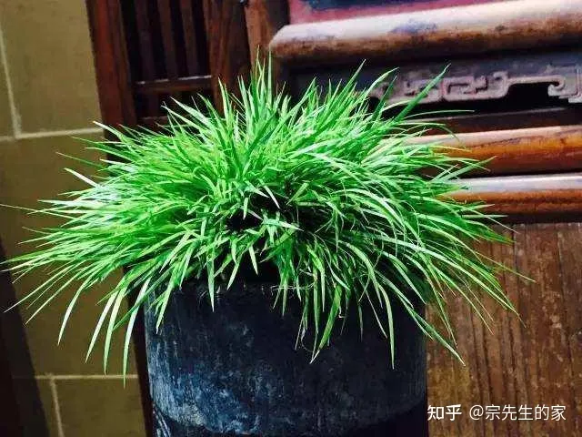 在阳台种花可以种哪些?,5种花看似很好养,其实都是“娇小姐”,养在家里只会收空盆