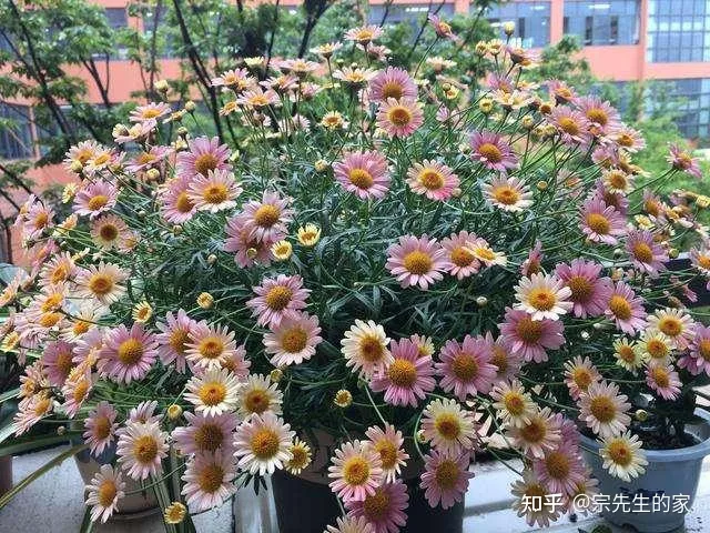 在阳台种花可以种哪些?,5种花看似很好养,其实都是“娇小姐”,养在家里只会收空盆