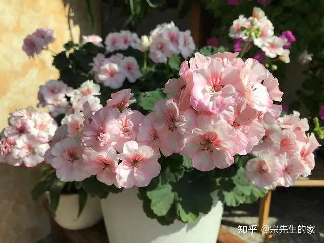 在阳台种花可以种哪些?,5种花看似很好养,其实都是“娇小姐”,养在家里只会收空盆
