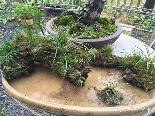 在阳台种花可以种哪些?,5种花看似很好养,其实都是“娇小姐”,养在家里只会收空盆