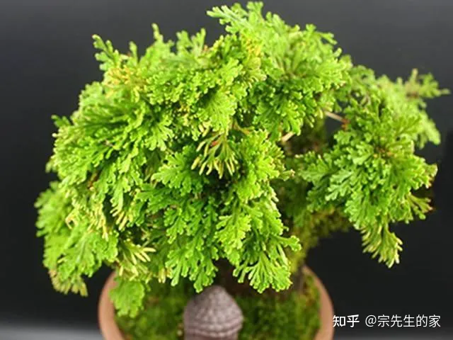 在阳台种花可以种哪些?,5种花看似很好养,其实都是“娇小姐”,养在家里只会收空盆