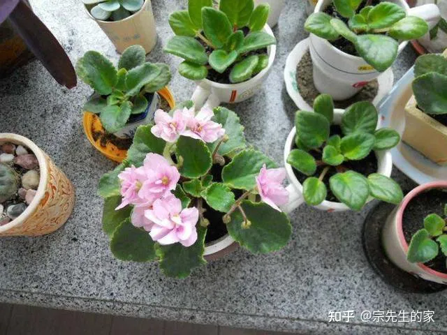 在阳台种花可以种哪些?,5种花看似很好养,其实都是“娇小姐”,养在家里只会收空盆