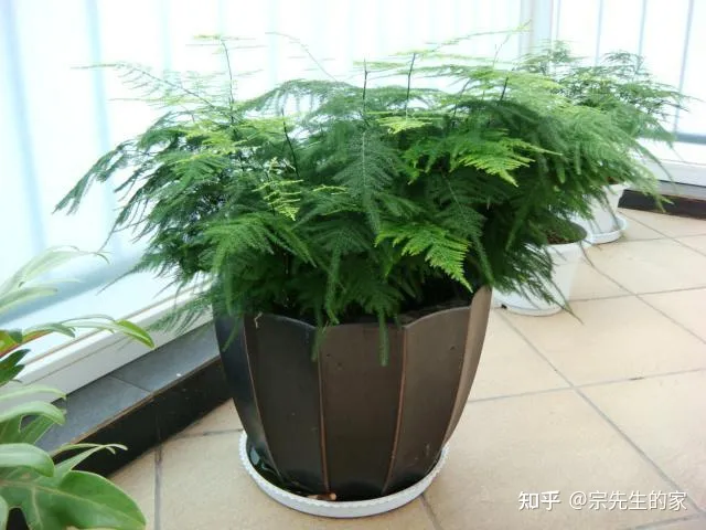 在阳台种花可以种哪些?,5种花看似很好养,其实都是“娇小姐”,养在家里只会收空盆