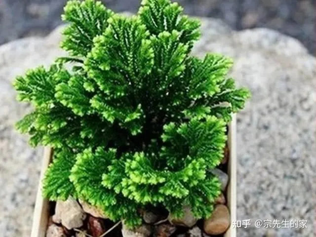 在阳台种花可以种哪些?,5种花看似很好养,其实都是“娇小姐”,养在家里只会收空盆