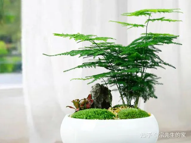 在阳台种花可以种哪些?,5种花看似很好养,其实都是“娇小姐”,养在家里只会收空盆