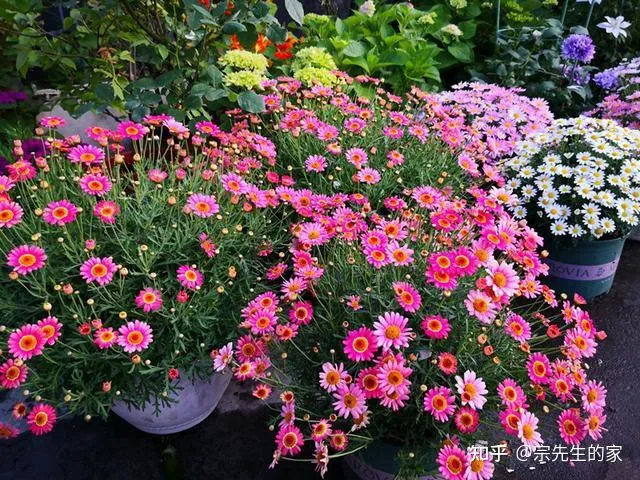 在阳台种花可以种哪些?,5种花看似很好养,其实都是“娇小姐”,养在家里只会收空盆