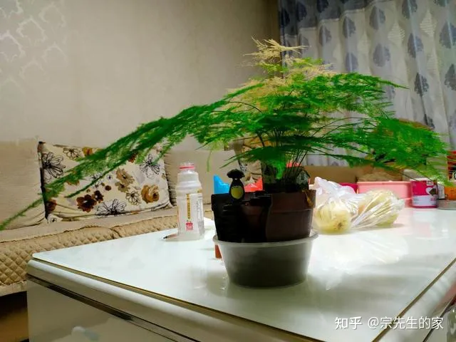 在阳台种花可以种哪些?,5种花看似很好养,其实都是“娇小姐”,养在家里只会收空盆