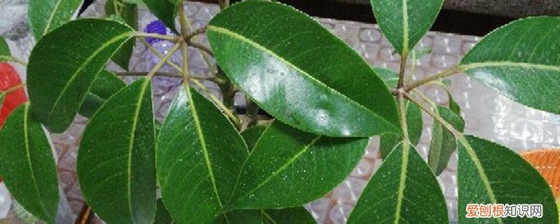 发财树浇水浇多了怎么补救 招财树不小心浇水多了怎么办，如何正确浇水